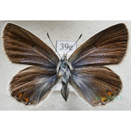 Polyommatus icarus (Rottemburg, 1775) female Modraszek ikar Poland39e